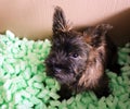 Cairn terrier dog Royalty Free Stock Photo