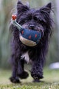 Cairn Terrier Dog breed with a cloth ball in mouth walking on  grass land closeup shot Royalty Free Stock Photo