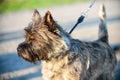 Cairn Terrier dog close-up standing in bright light of setting sun Royalty Free Stock Photo