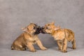 Cairn terrier dog couple Royalty Free Stock Photo