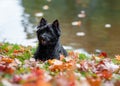 Cairn Terrier Dog on the grass. Autumn Leaves in Background. Portrait. Royalty Free Stock Photo