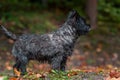 Cairn Terrier Dog on the grass. Autumn Leaves in Background. Portrait. Royalty Free Stock Photo