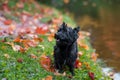 Cairn Terrier Dog on the grass. Autumn Leaves in Background. Portrait. Royalty Free Stock Photo