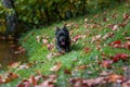 Cairn Terrier Dog on the grass. Autumn Leaves in Background. Portrait. Royalty Free Stock Photo