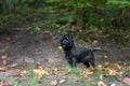 Cairn Terrier Dog on the grass. Autumn Leaves in Background. Portrait. Royalty Free Stock Photo