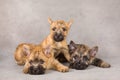 Cairn terrier dog group Royalty Free Stock Photo