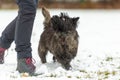 Cairn Terrier. Dog handler is walking with his obedient dog in snowy winter Royalty Free Stock Photo