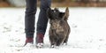 Cairn Terrier. Dog handler is walking with his obedient dog in snowy winter Royalty Free Stock Photo