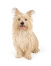 Cairn Terrier Dog Isolated on White