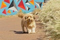 Cairn terrier dog in a park