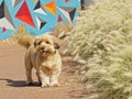 Cairn terrier dog in a park