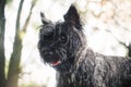 Cairn Terrier dog, portrait close Royalty Free Stock Photo