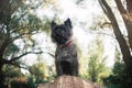 Cairn Terrier dog, portrait close Royalty Free Stock Photo