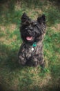 Cairn Terrier dog, portrait close Royalty Free Stock Photo