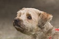 Cairn terrier dog in profile close up