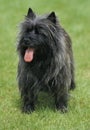 Cairn Terrier, Dog standing on Lawn Royalty Free Stock Photo