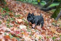 Cairn Terrier Dog Walk on the grass. Autumn Leaves in Background. Portrait. Royalty Free Stock Photo