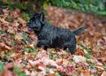 Cairn Terrier Dog Walk on the grass. Autumn Leaves in Background. Portrait. Royalty Free Stock Photo