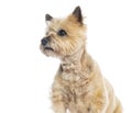 Cairn terrier looking up on white background Royalty Free Stock Photo