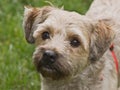Cairn terrier mixed breed dog outdoors