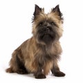 Cairn terrier portrait close-up isolated on white. Sweet pet, loyal friend, Royalty Free Stock Photo