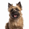 Cairn terrier portrait close-up isolated on white. Sweet pet, loyal friend, Royalty Free Stock Photo