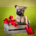 Cairn Terrier puppy in box with shovel and flowers Royalty Free Stock Photo