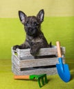 Cairn Terrier puppy in box with shovel and rake Royalty Free Stock Photo