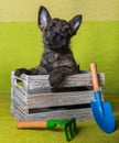 Cairn Terrier puppy in box with shovel and rake Royalty Free Stock Photo