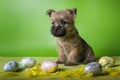 Cairn Terrier puppy with colorful Easter eggs Royalty Free Stock Photo