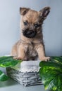 Cairn Terrier puppy dog in basket with leaves Royalty Free Stock Photo