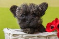 Cairn Terrier puppy dog with red poppies flowers Royalty Free Stock Photo