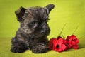 Cairn Terrier puppy dog with red poppies flowers Royalty Free Stock Photo