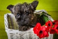 Cairn Terrier puppy dog with red poppies flowers Royalty Free Stock Photo