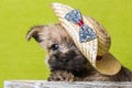 Cairn Terrier puppy red dog in a straw hat Royalty Free Stock Photo
