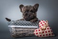 Cairn Terrier Puppy With Red Heart Valentine S Day