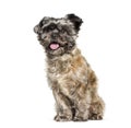 Cairn Terrier sitting against white background Royalty Free Stock Photo