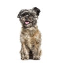 Cairn Terrier sitting against white background Royalty Free Stock Photo