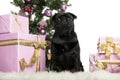 Cairn Terrier sitting in front of Christmas decorations Royalty Free Stock Photo