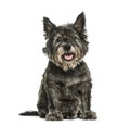 Cairn Terrier sitting in front of white background Royalty Free Stock Photo