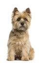 Cairn terrier sitting Royalty Free Stock Photo