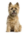 Cairn terrier sitting Royalty Free Stock Photo