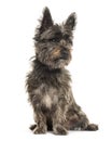 Cairn Terrier sitting in front of white background Royalty Free Stock Photo