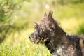 Cairn Terrier Royalty Free Stock Photo