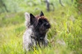 Cairn Terrier Royalty Free Stock Photo