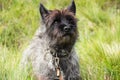 Cairn Terrier Royalty Free Stock Photo