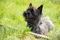 Cairn Terrier Royalty Free Stock Photo