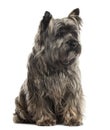 Cairn Terrier sitting, isolated Royalty Free Stock Photo