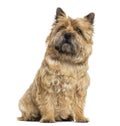 Cairn Terrier sitting, looking up, isolated Royalty Free Stock Photo