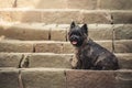 Cairn Terrier sitting at old staircase in Szentendre